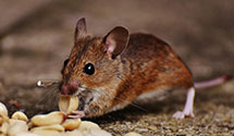 Find Exterminators in Sargent County
